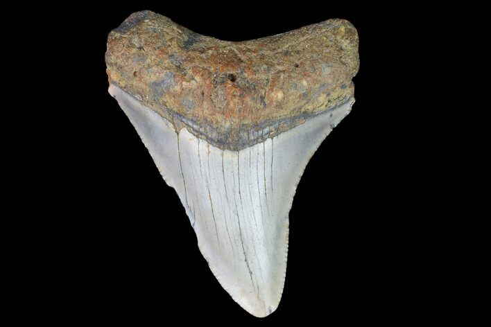 Fossil Megalodon Tooth - North Carolina #101238
